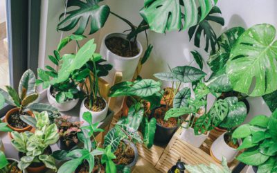 Zielony dom – czyli dlaczego warto mieć rośliny w swoim mieszkaniu
